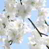 白の枝垂れ桃