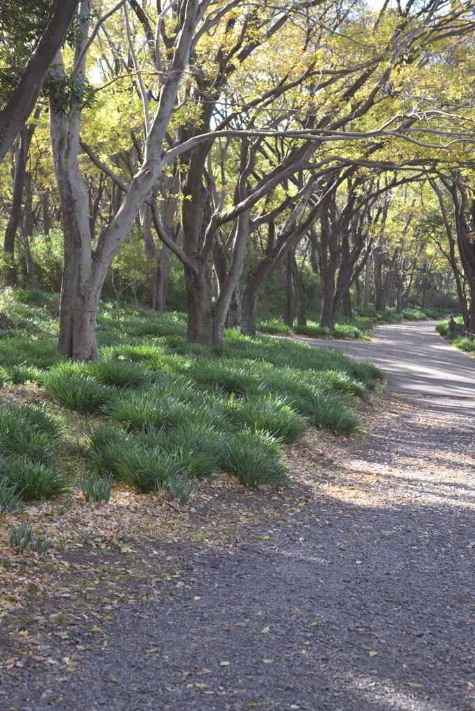 冬の散歩道