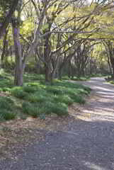 冬の散歩道