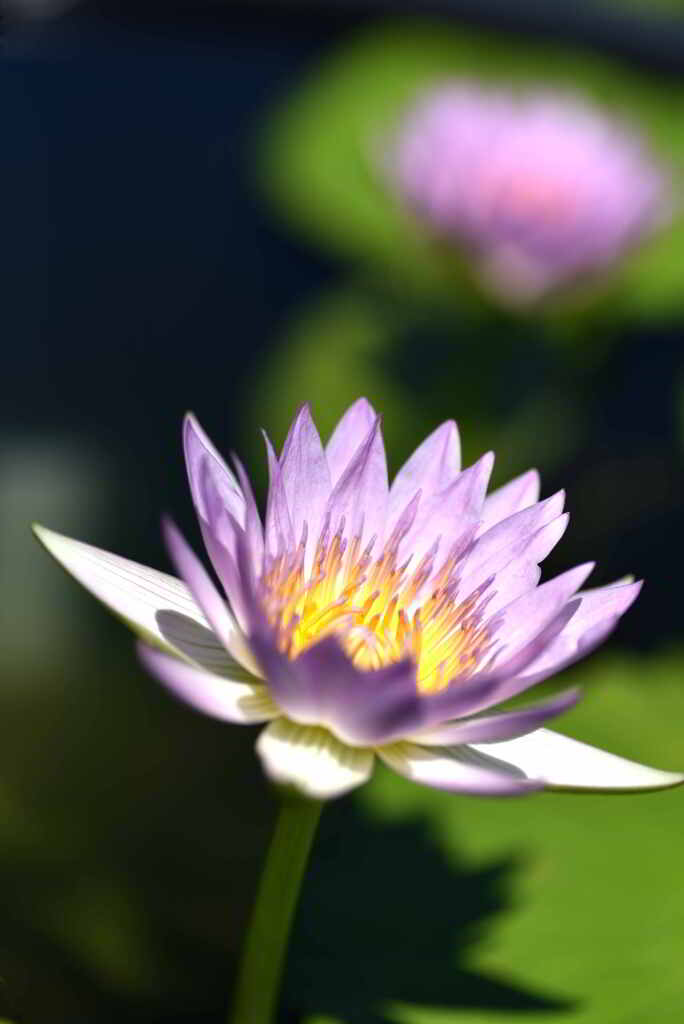 ピンク・パール