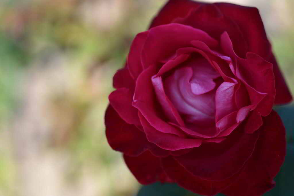 紅い薔薇