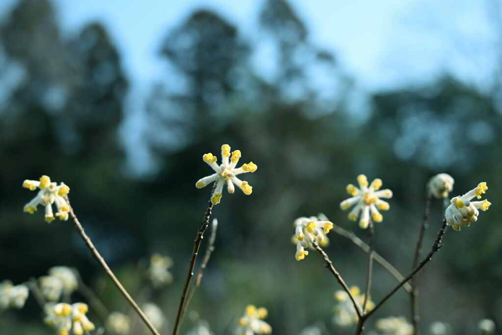ミツマタの花