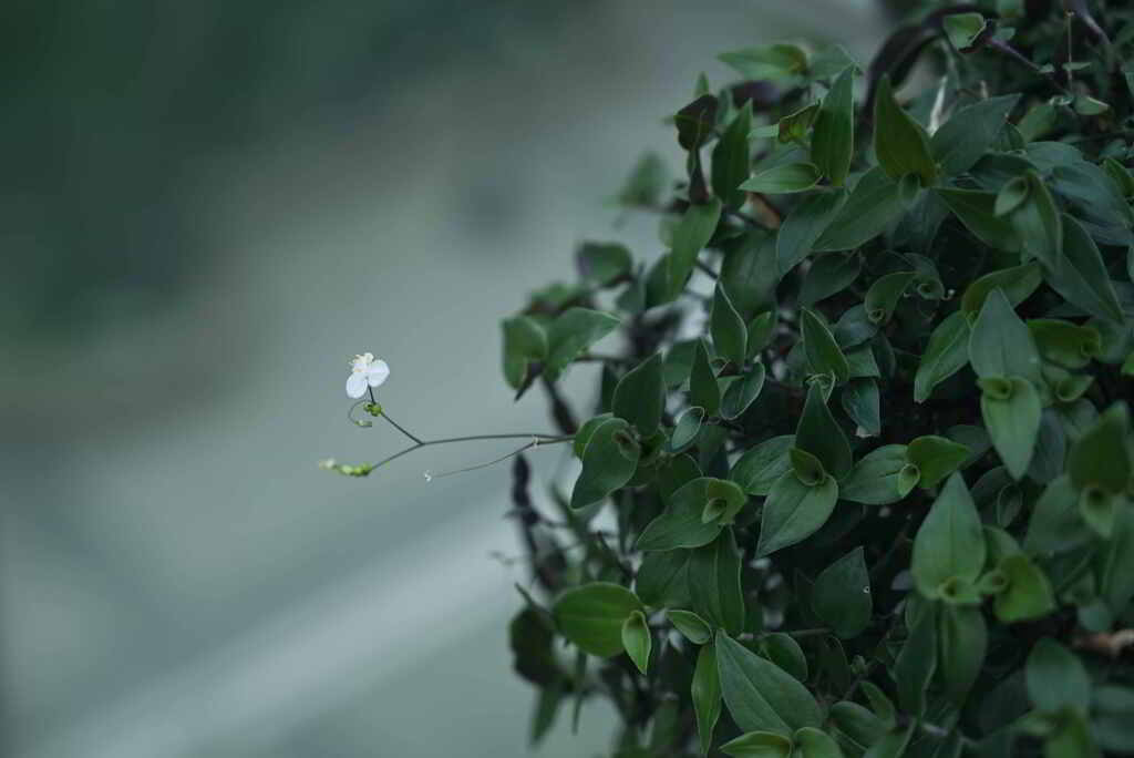 小さな白い花