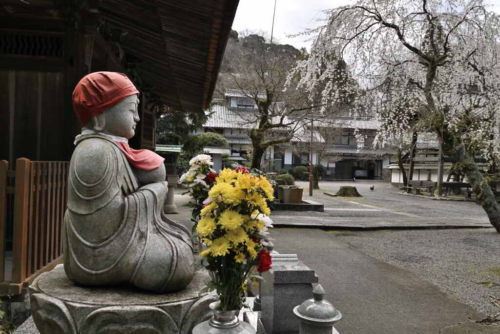 定光寺の桜