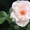 ５月の薔薇