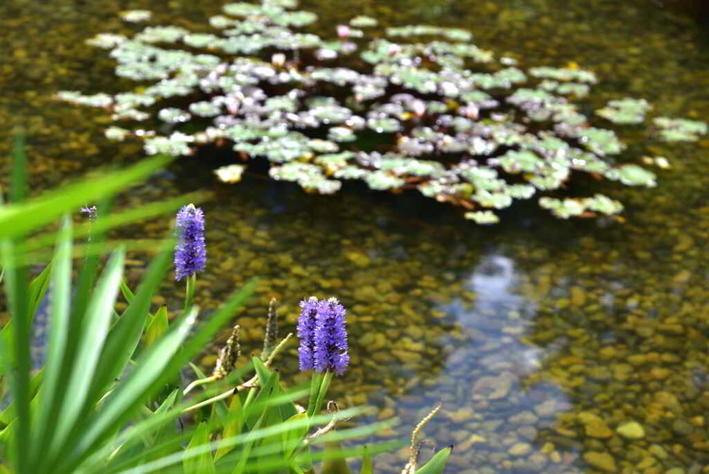 長葉水葵と睡蓮の池