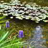 長葉水葵と睡蓮の池