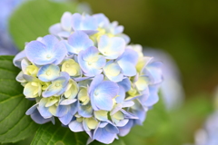 紫陽花-曇-