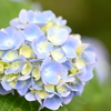 紫陽花-曇-
