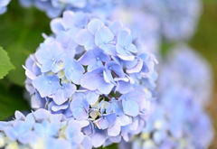 紫陽花-曇-