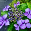 初見の紫陽花