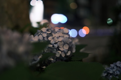 夜のあじさい