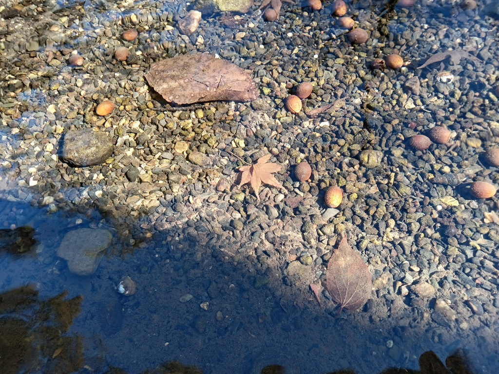 透き通る中で。