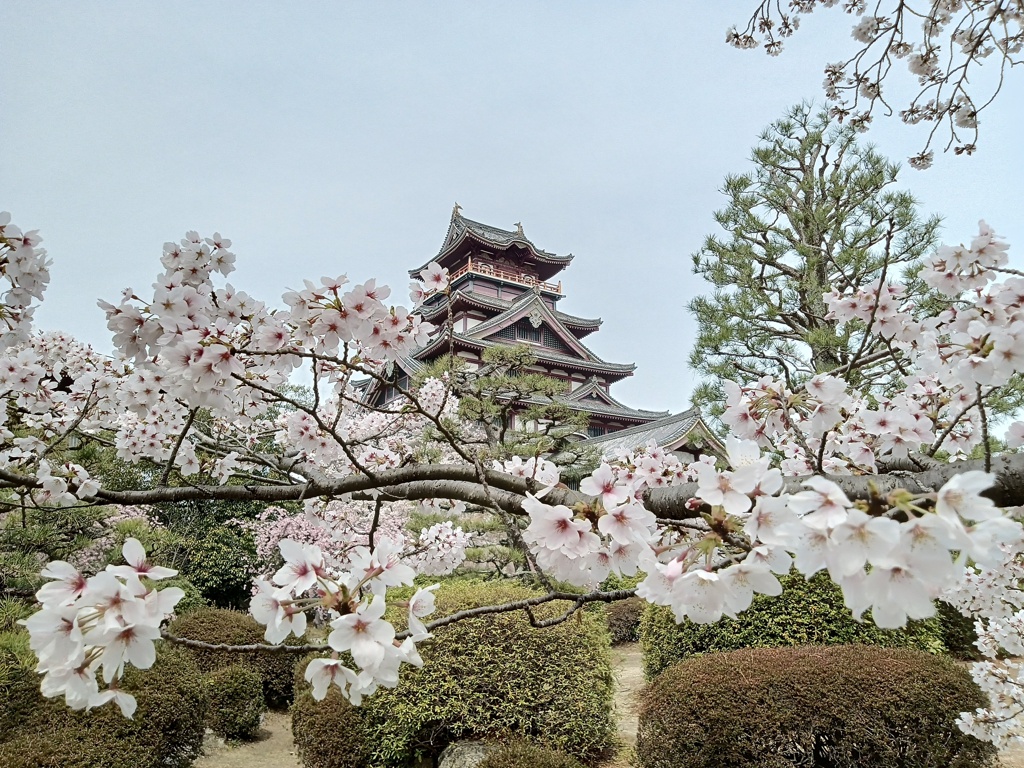 桜と伏見桃山城