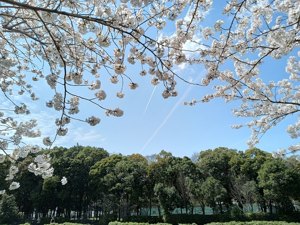 近所の桜