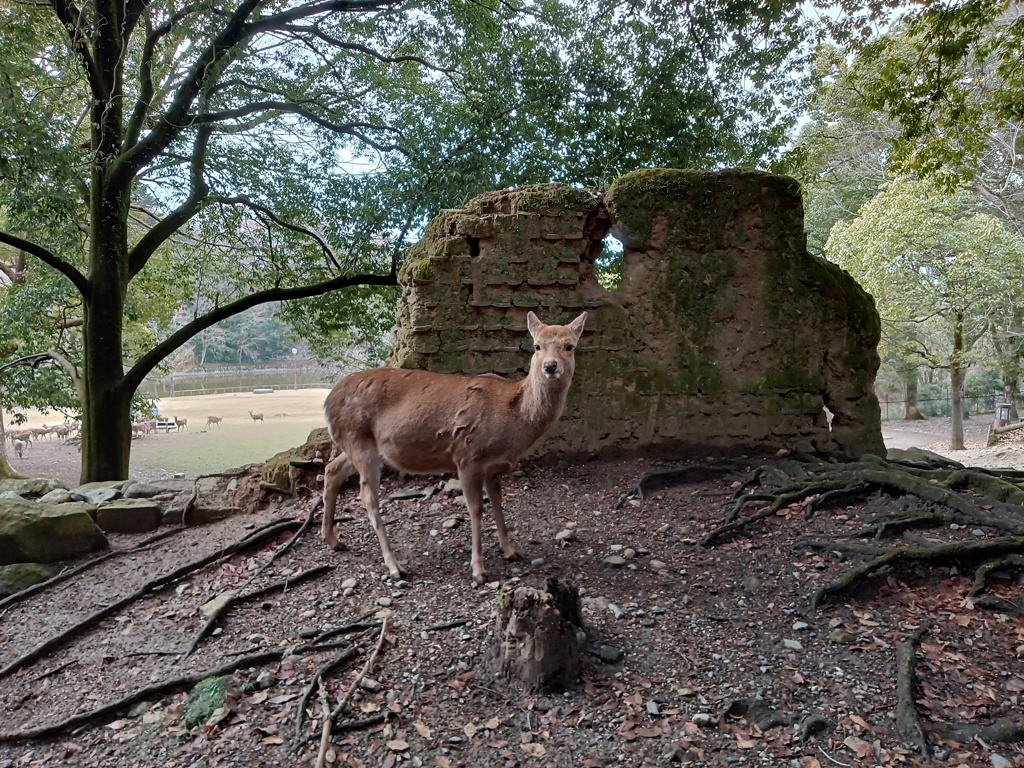 こんちわ。