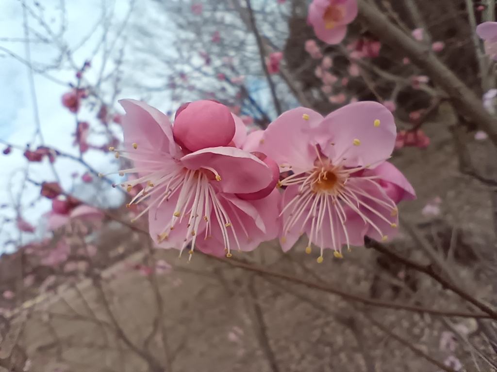 春色
