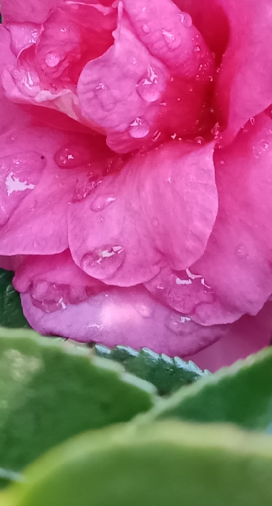 朝に。