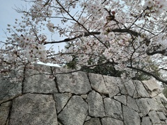 石垣と桜