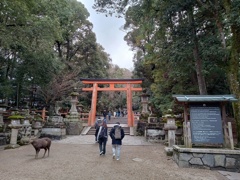 春日大社へ。