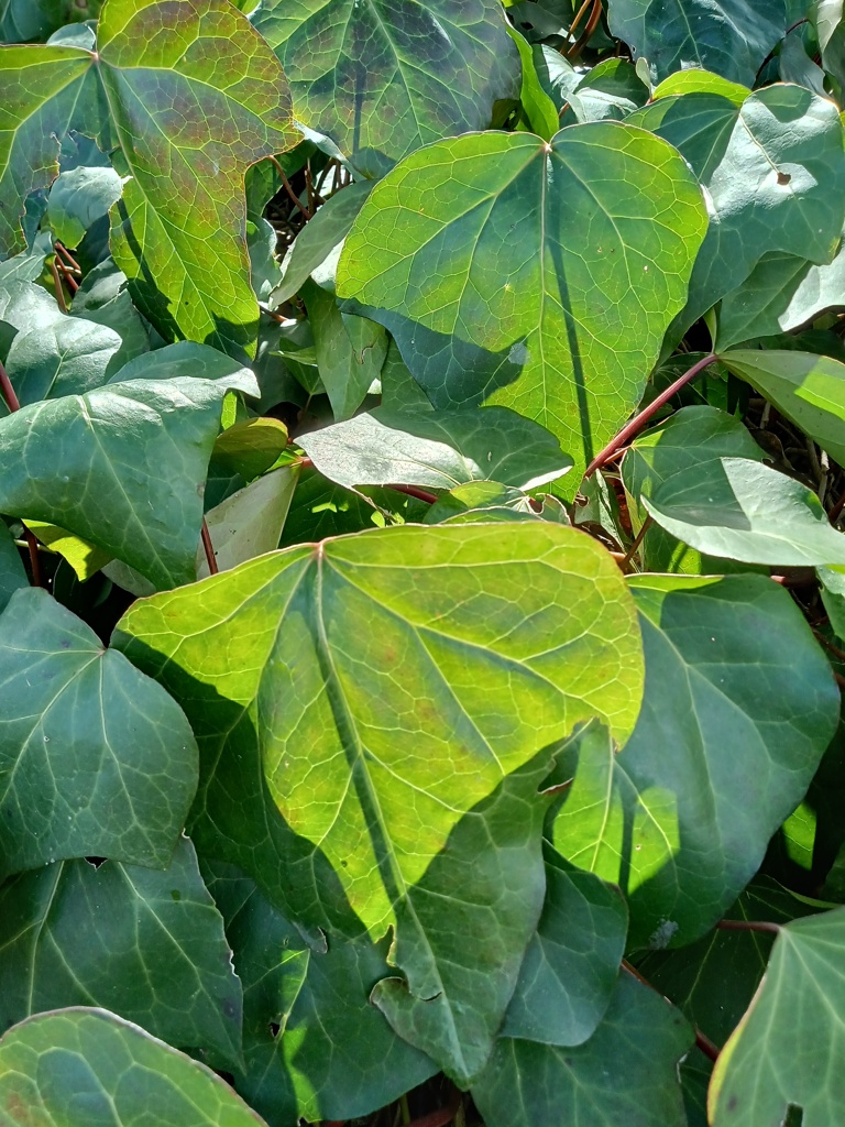 植物園散歩日　2