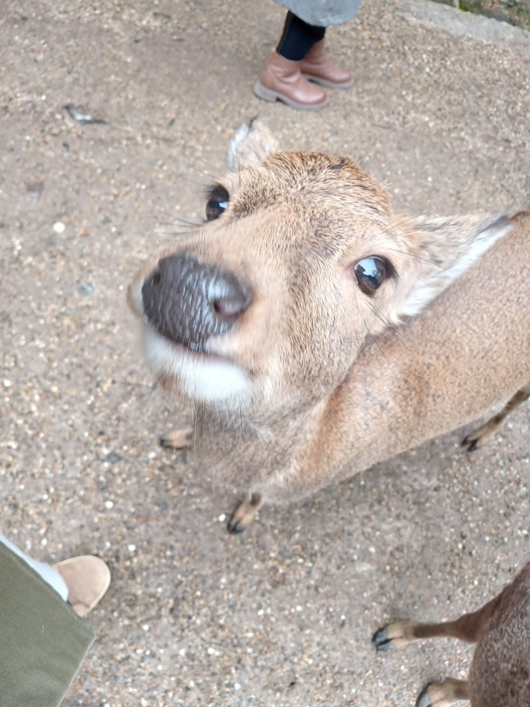 せんべいちょうだい〜。