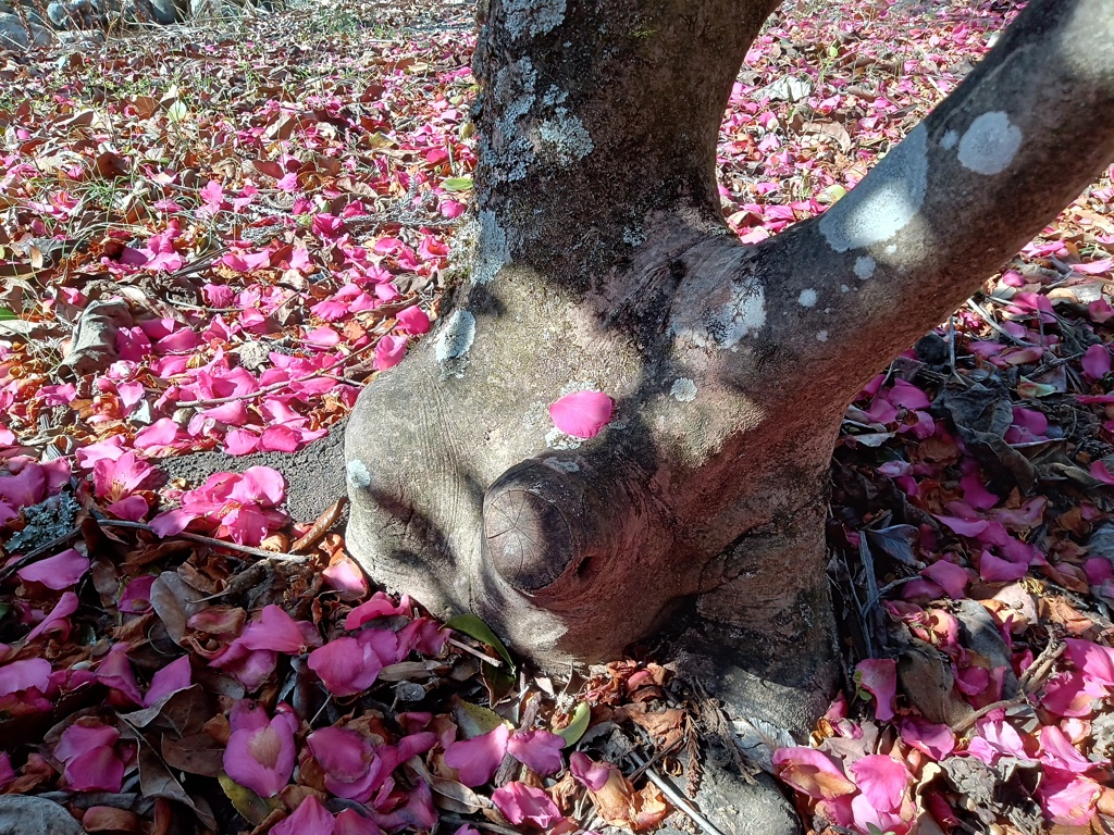 植物園散歩日　11