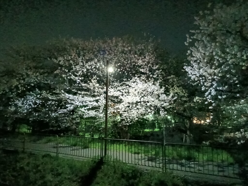 夜桜散歩