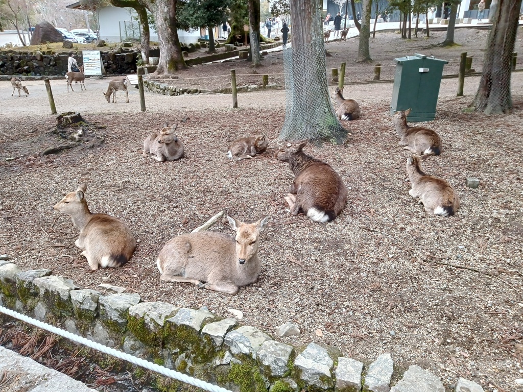 奈良散歩。