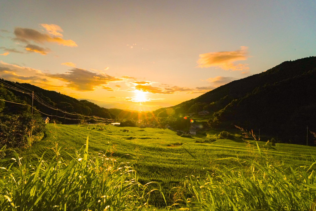 明日香村棚田夕陽