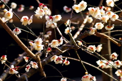 油山寺の梅