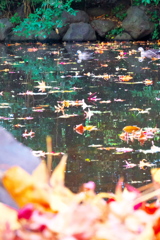 かぶと塚公園のカルガモ