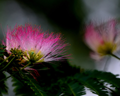 ネムノキの花