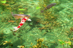 モネの池の鯉