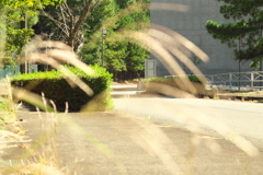 駐車場から職場に向かう歩道風景