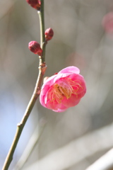 豊岡梅園