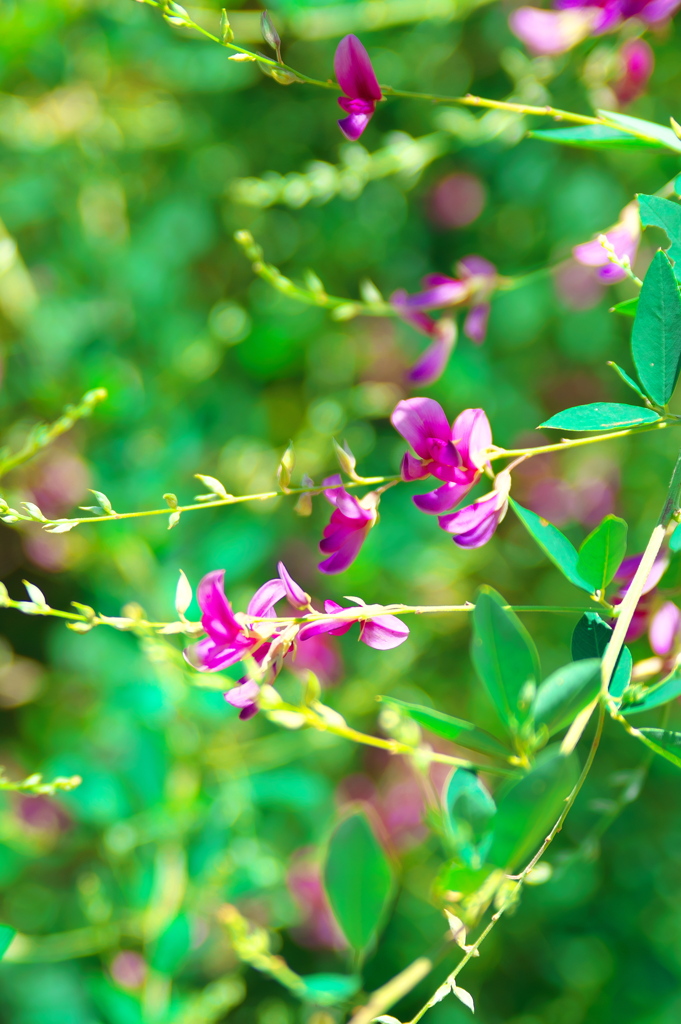萩の花