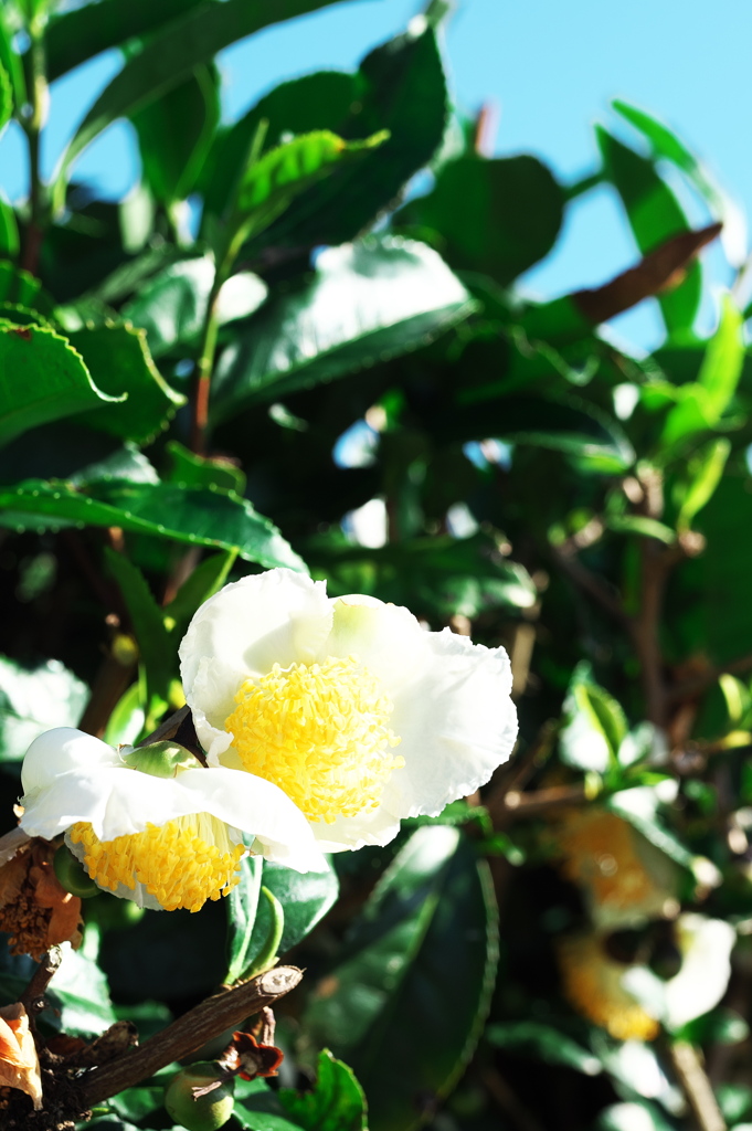 お茶の花