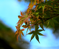 雨上がりの紅葉