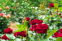岩本山公園のバラ