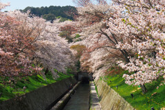 満開の琵琶湖疎水の桜