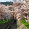 満開の琵琶湖疎水の桜