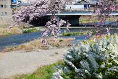 鴨川の桜4
