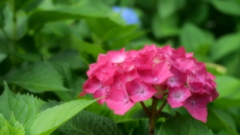 紫陽花その４