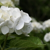 紫陽花その２