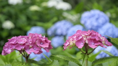 紫陽花その１