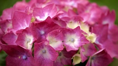 朝露で彩る紫陽花