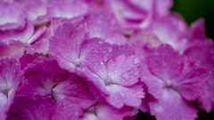 朝露と紫陽花