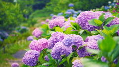 紫陽花その３
