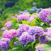 紫陽花その３